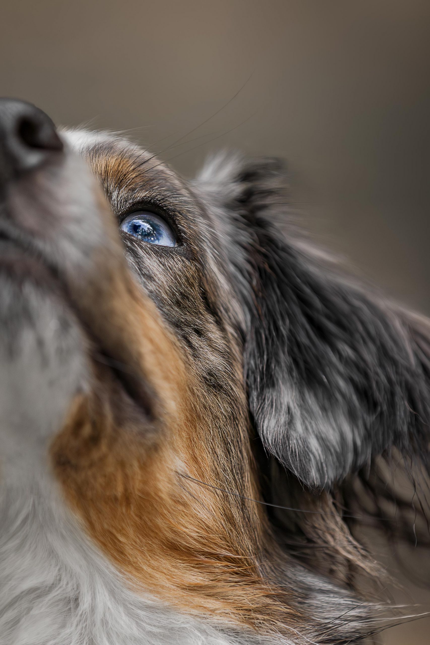 Portraits Blue Merle Mini Aussie Hündin mit blauem Auge