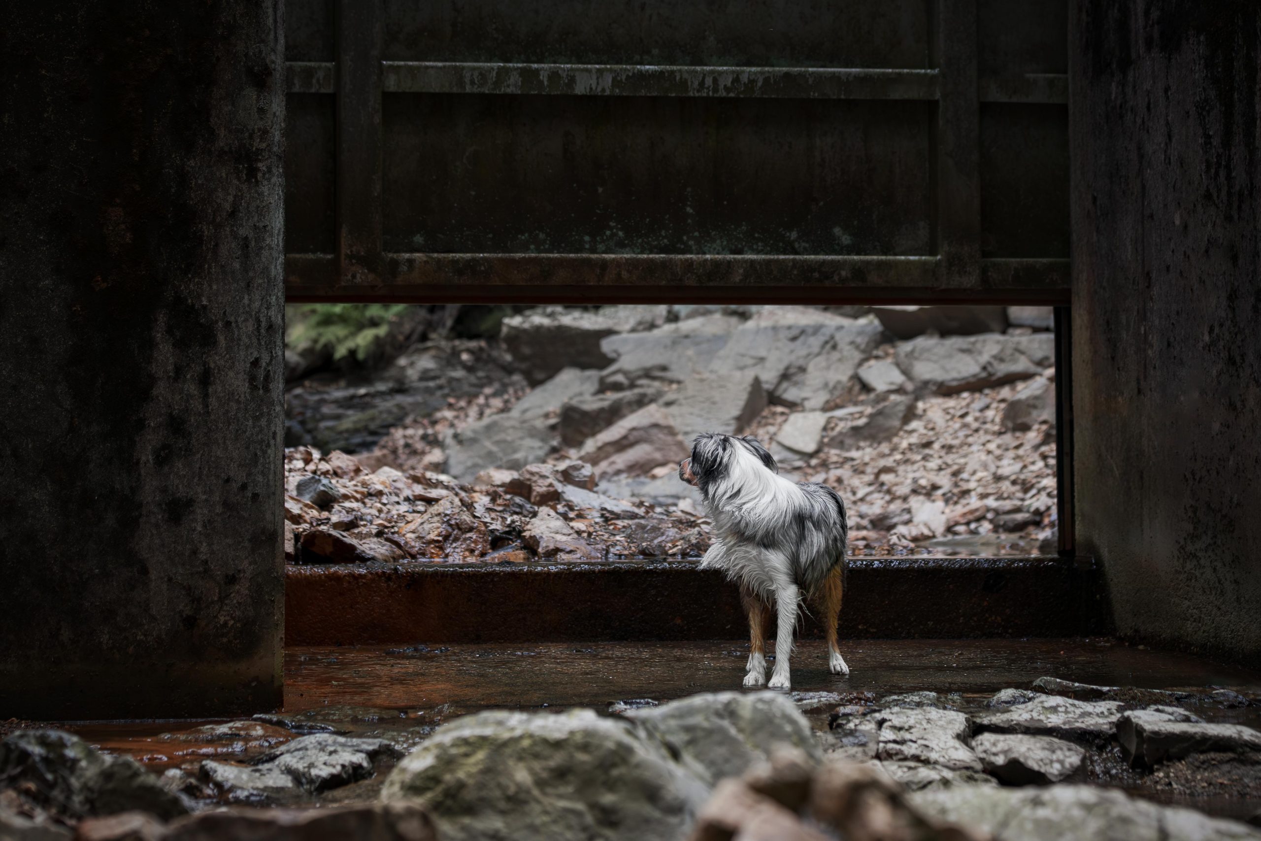Blue Merle Mini Aussie steht im Wasser und schaut über die Schulter durch eine Wasserschleuse auf Felsen
