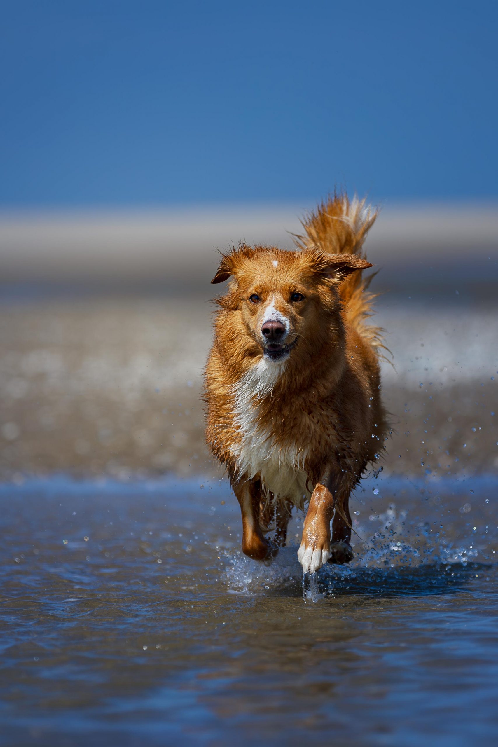 Duck Toller geht durch Wasser am Strand