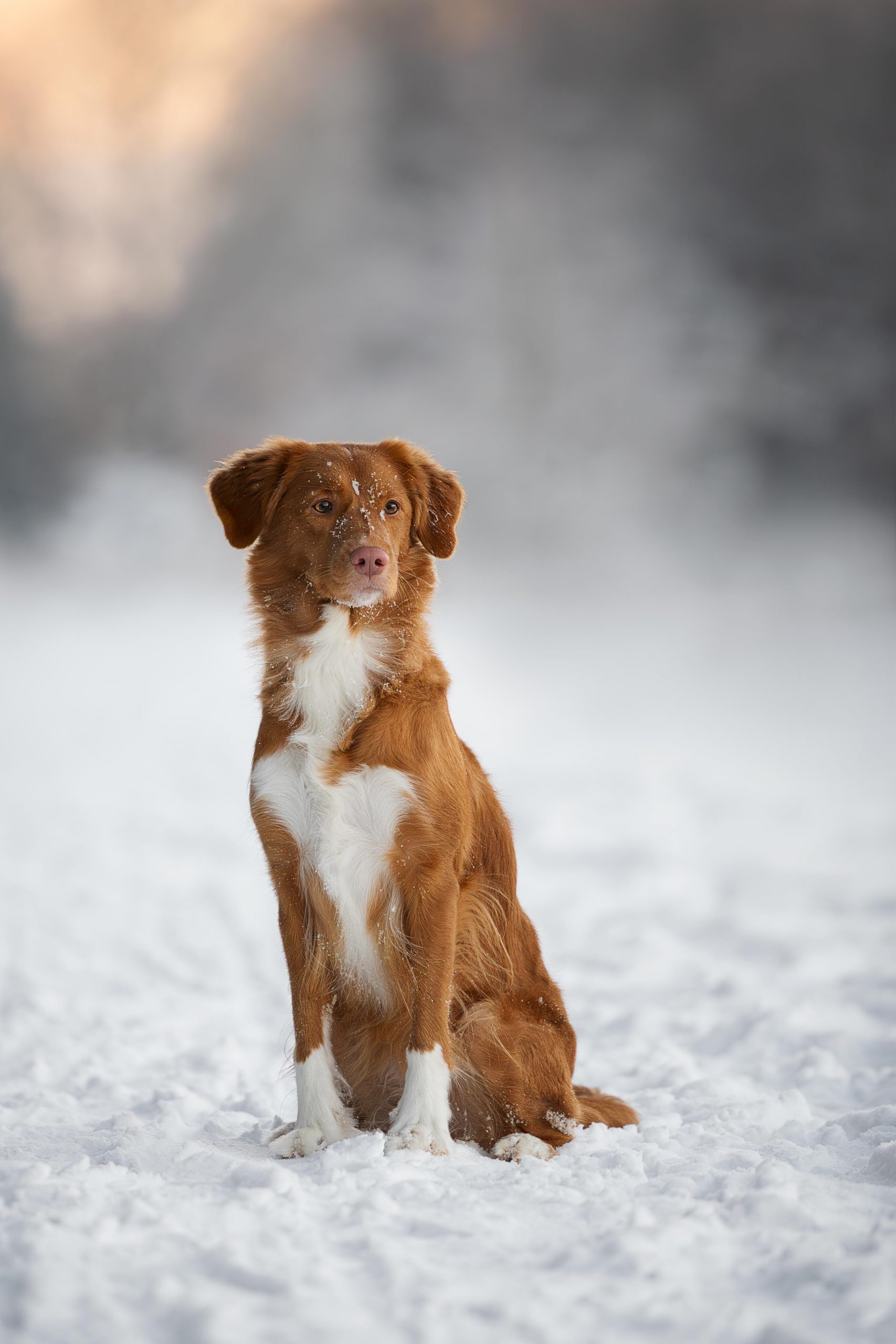 Duck Toller Hündin sitzt im Schnee und schaut zur Seite mit warmen Licht im Hintergrund