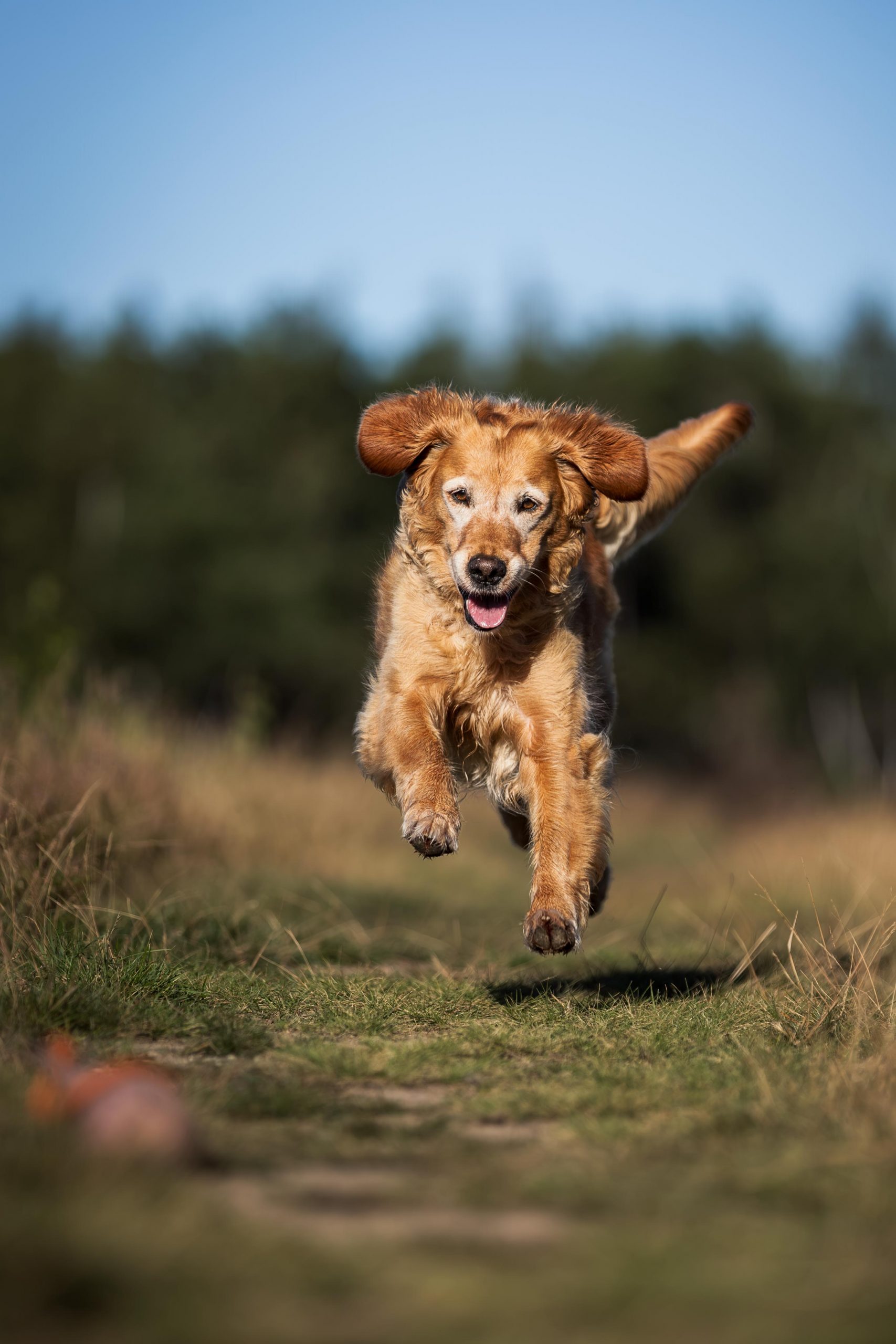 Golden Retriever läuft auf Dummyball zu