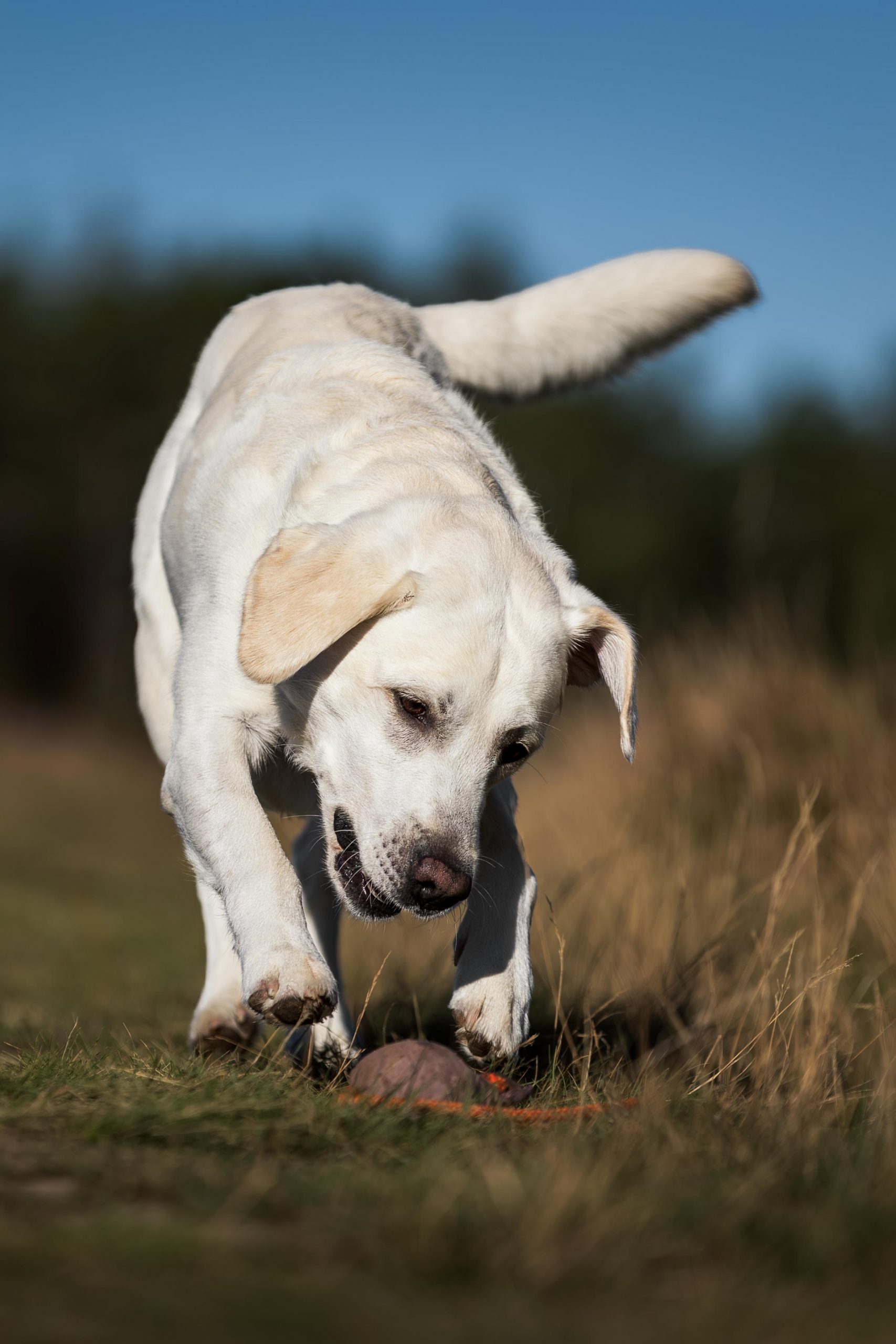 Hell gelber Labrador Retriever im Sprung auf Dummyball