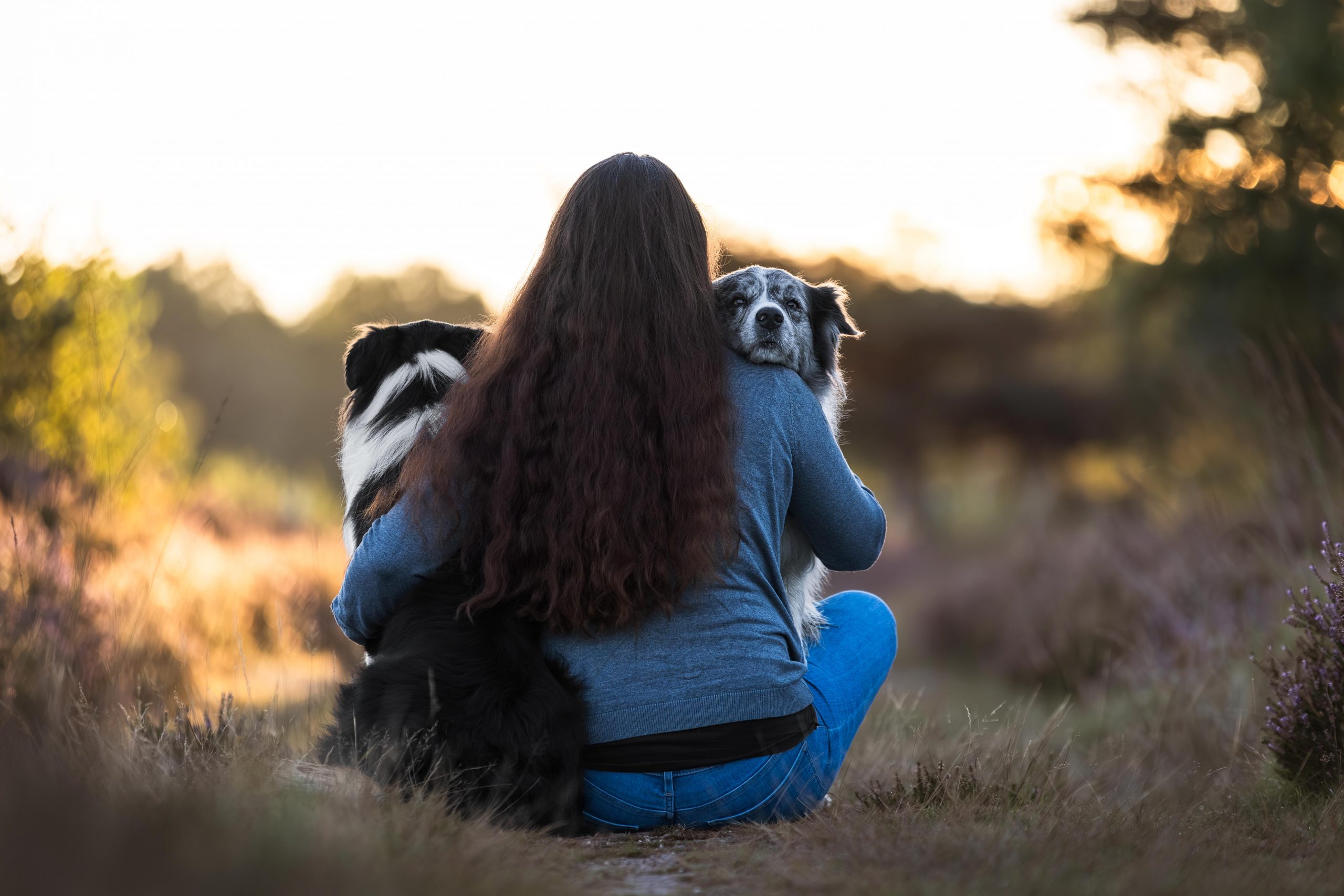 Frauchen sitzt ihren 2 Border Collies im Arm in der Heide wo ein Hund den Kopf auf ihrer Schulter abgelegt hat