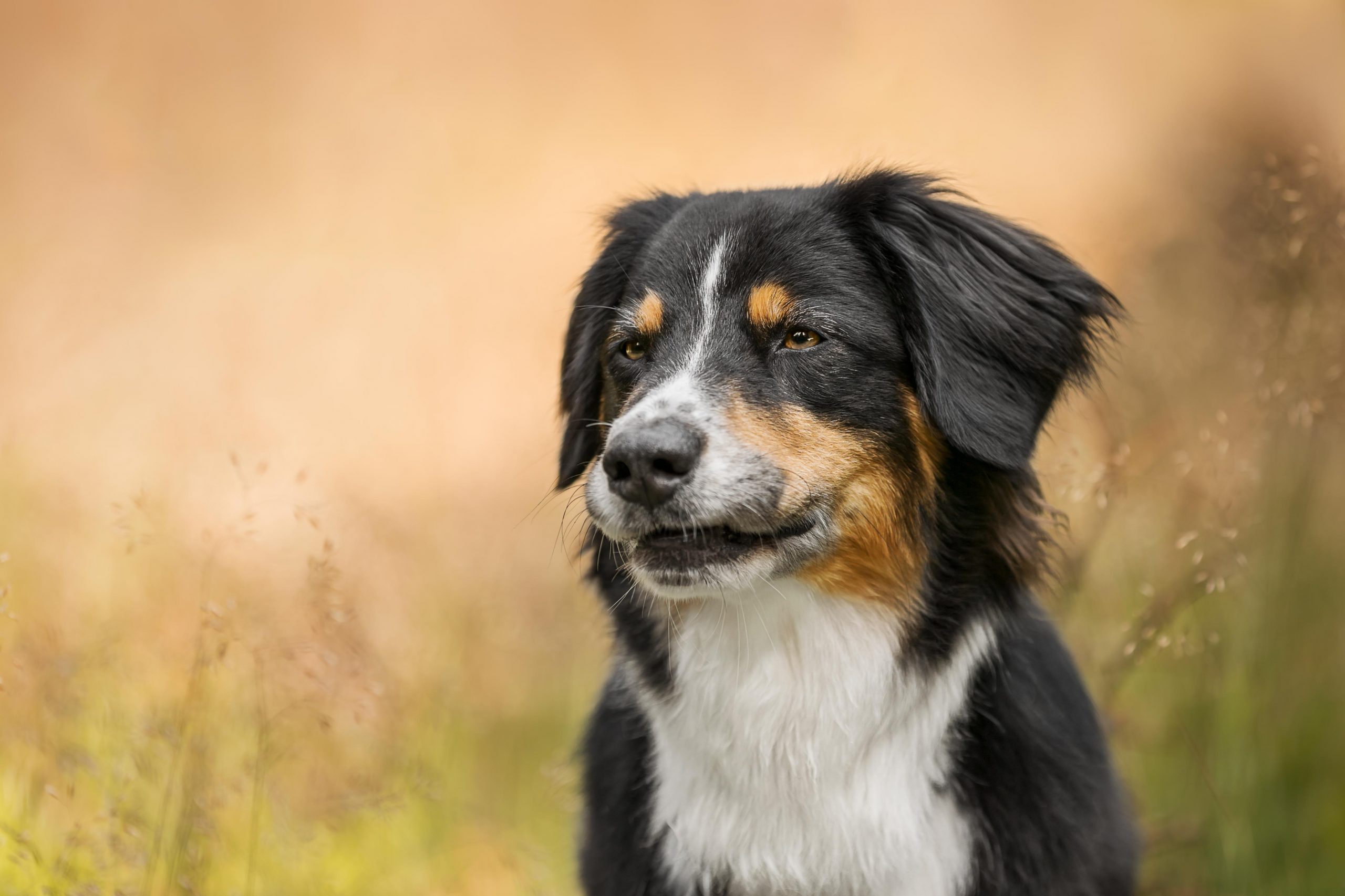 Portraits eines black-tri Mini Australian Shepherd mit Klemmlefzen