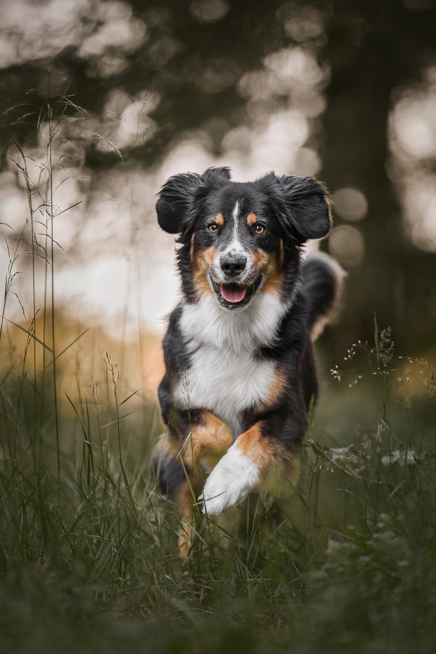Black-tri Mini Aussie läuft im Wald durch höheres Gras auf mich zu