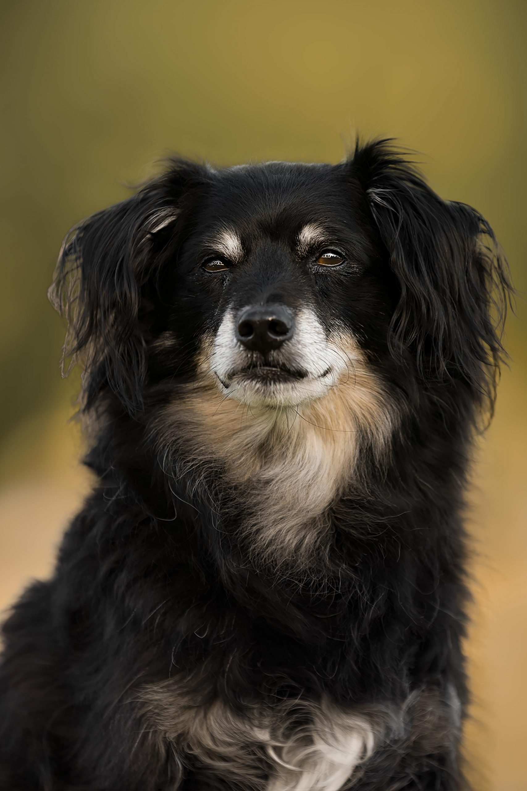 Portraits eines schwarz beigen Mischlings
